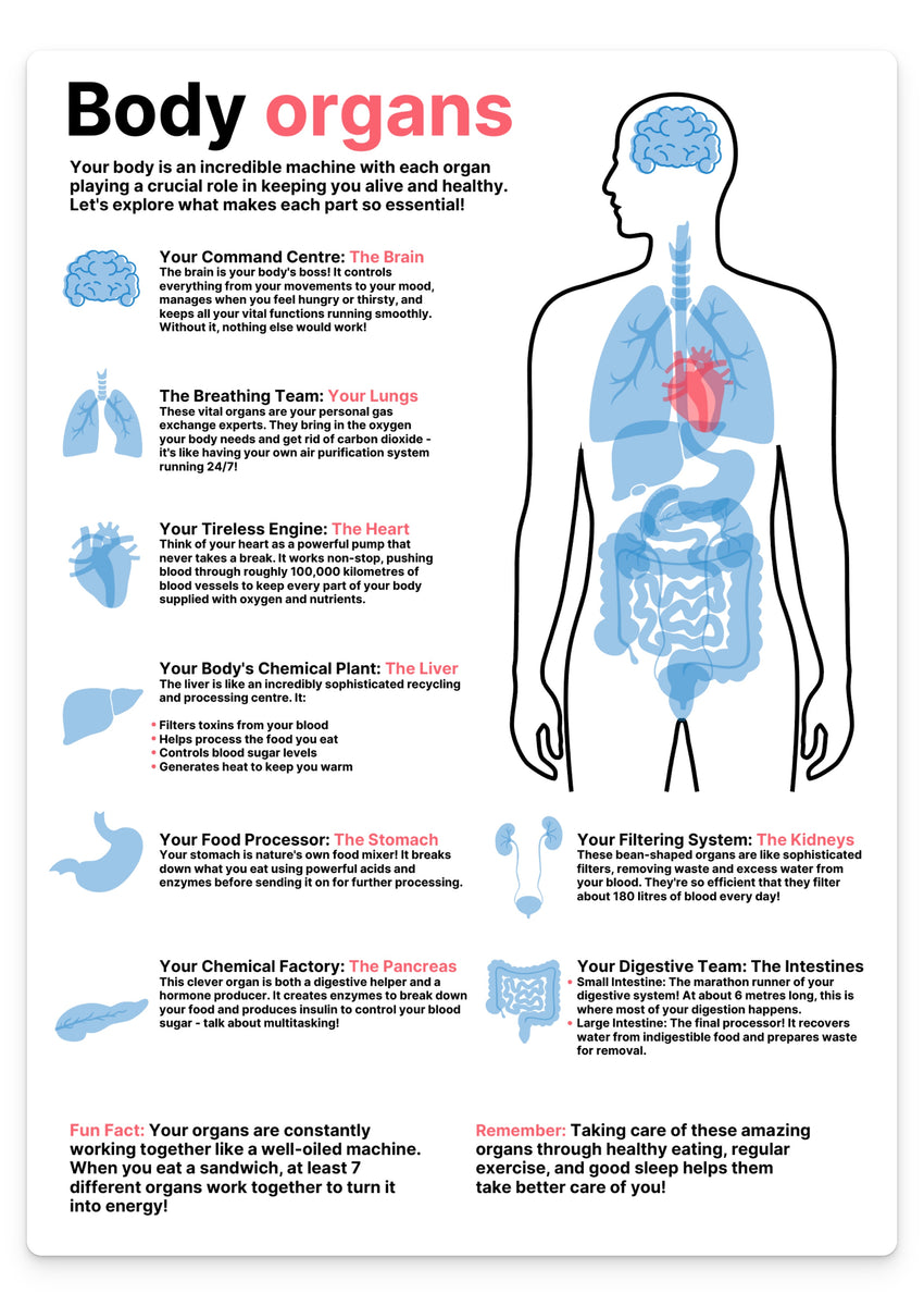 Body Organs – doodle education